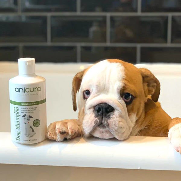 Dog shampoo online for french bulldogs