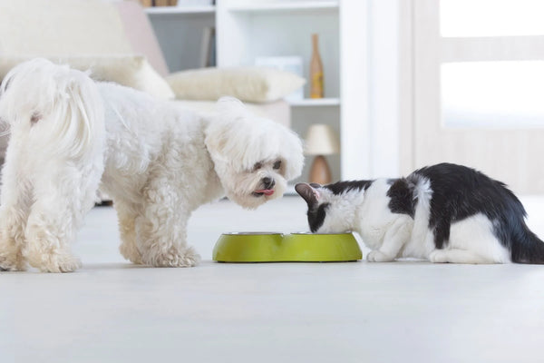 WHY IS RAW FEEDING IMPORTANT FOR YOUR PET'S SKIN