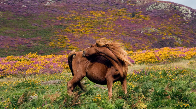 Understanding Sweet Itch in Horses