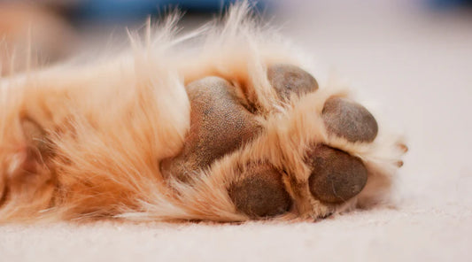 Taking Care of Your Pet's Paws in Winter