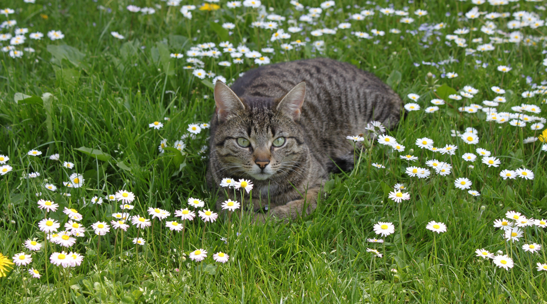 5 Top Tips for Pets with Spring Allergies