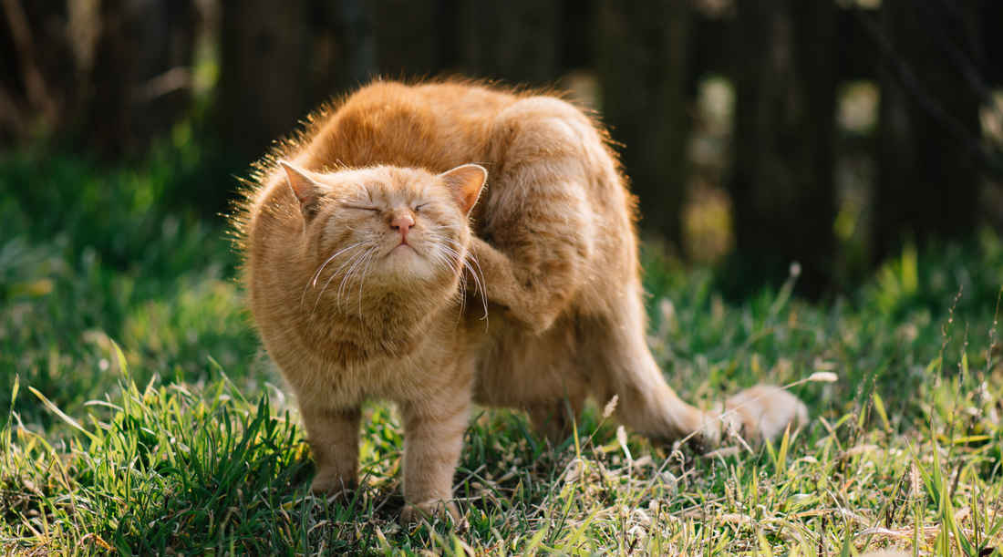 Spring Allergies in Pets