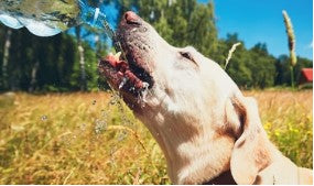ULTIMATE GUIDE TO A STRESS-FREE SUMMER WITH YOUR PET