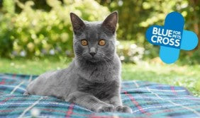 BLUE CROSS' TIPS FOR KEEPING YOUR CAT COOL