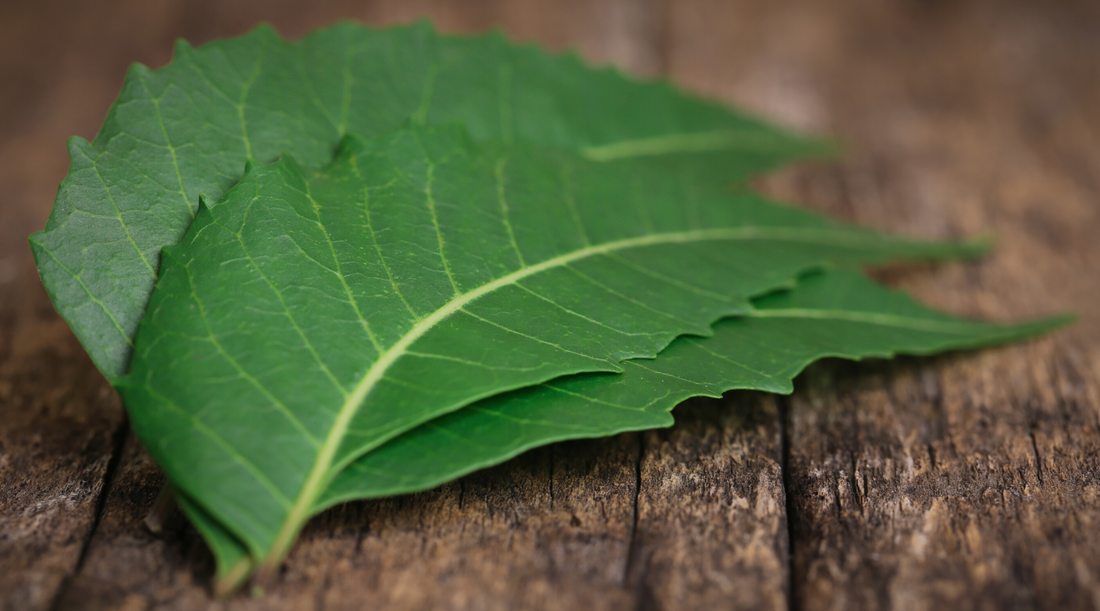 Neem Leaf