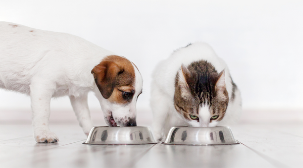 How to identify your pet's food allergies – Anicura New Zealand